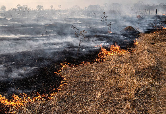 Wildfire burning a local field