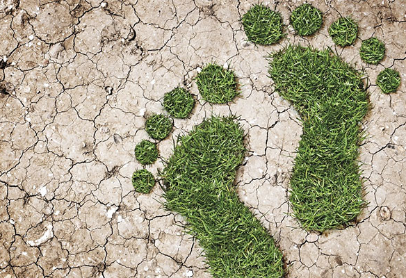 Two patches of grass shaped like footprints in the hardened mud